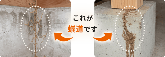 これが蟻道です