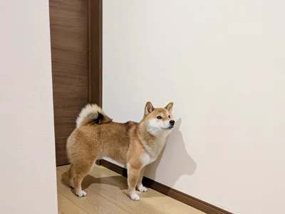 ペットと快適に暮らすための壁紙選び